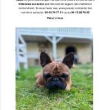 Photo de chien perdu à Villennes Sur Seine