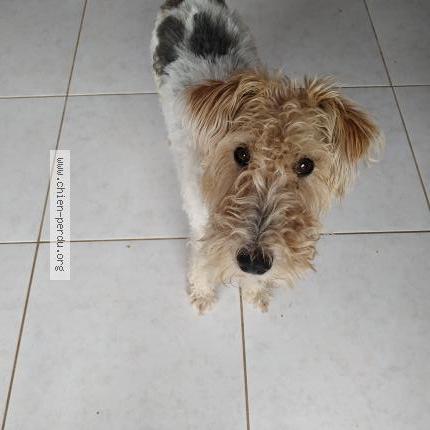 Photo 1/1 Chien retrouvé Perdu à Ceyras