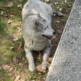 Photo de chien trouvé à Begles