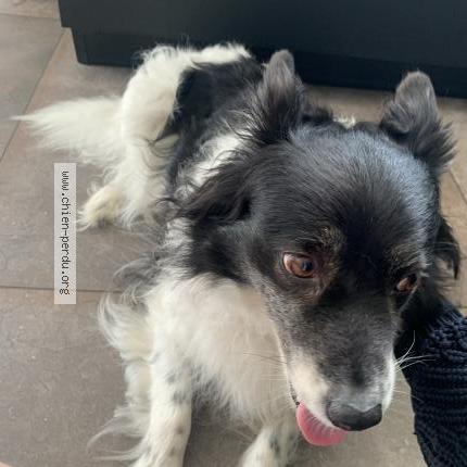 Photo de chien trouvé à Chapelle Achard