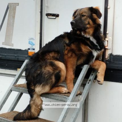 Photo 1/1 Chien retrouvé Perdu à Bayonne