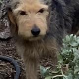 Photo de chien perdu à Canet En Roussillon