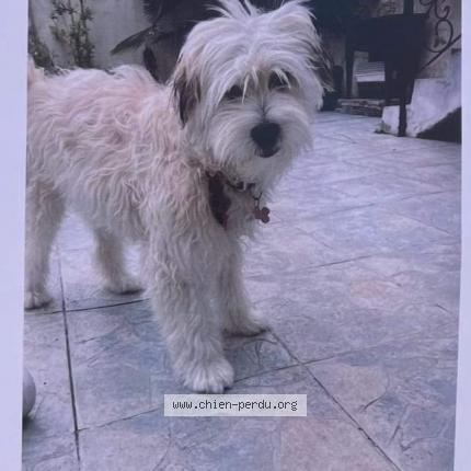 Photo de chien perdu à Villejuif