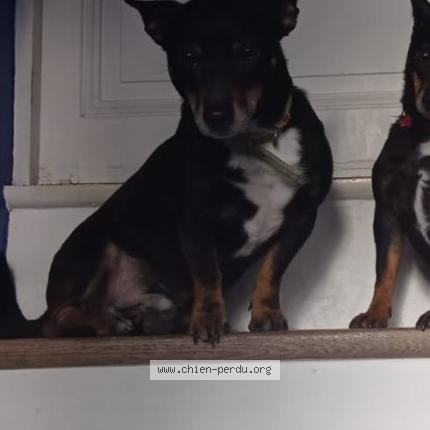 Photo 1/1 Chien retrouvé Perdu à Neuilly sur marne