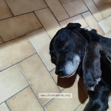 Photo 1/2 Chien retrouvé Trouvé à St laurent les eglises