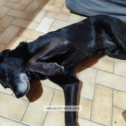 Photo 2/2 Chien retrouvé Trouvé à St laurent les eglises