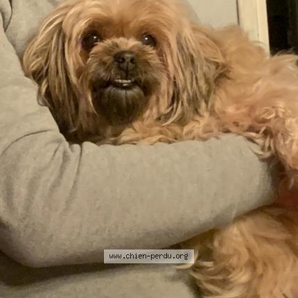 Photo 1/1 Chien retrouvé Perdu à Neuville les dieppe