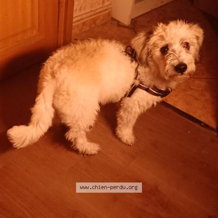 Photo 1/1 Chien retrouvé Perdu à Le blanc mesnil