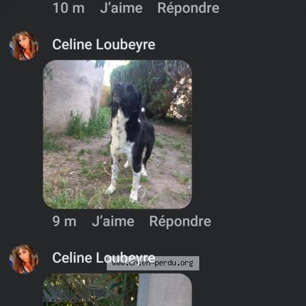 Photo 1/1 Chien retrouvé Perdu à Pamiers