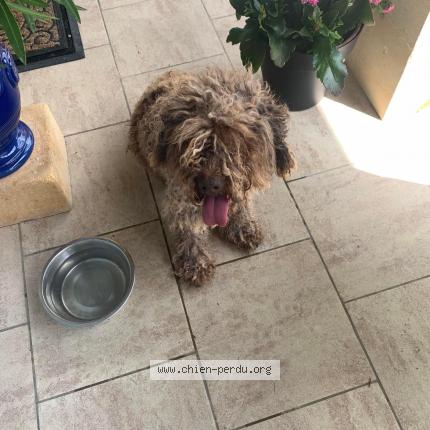 Photo 1/1 Chien retrouvé Perdu à Saint rabier