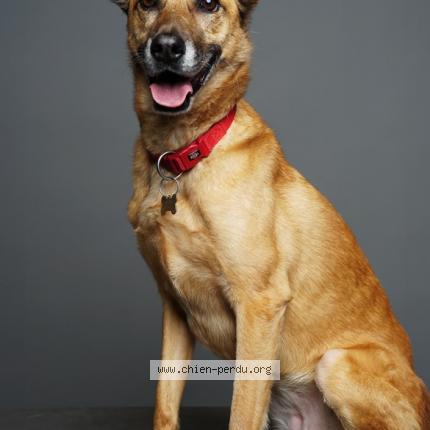 Photo 1/1 Chien retrouvé Perdu à Pont de l arche