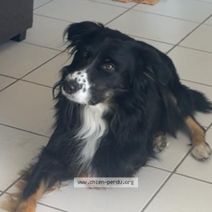 Photo 1/1 Chien retrouvé Perdu à Bressols