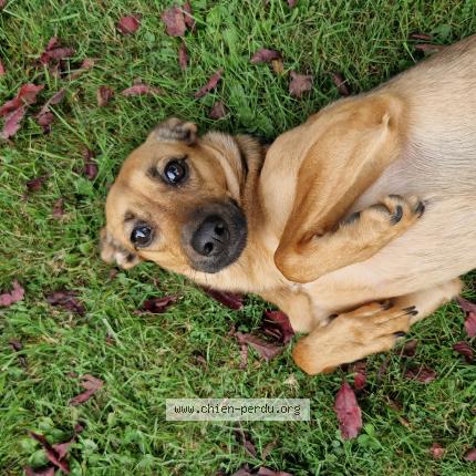 Photo 1/2 Chien retrouvé Perdu à Frevent
