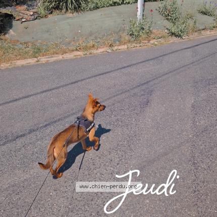 Photo 2/2 Chien retrouvé Perdu à Frevent