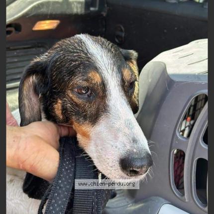 Photo de chien trouvé à Evires