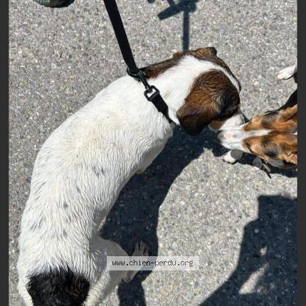 Photo 2/2 Chien retrouvé Trouvé à Evires