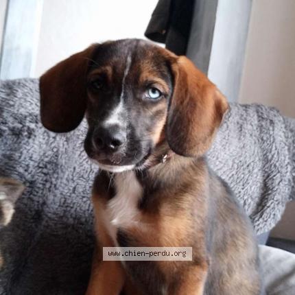 Photo de chien perdu à Mimizan