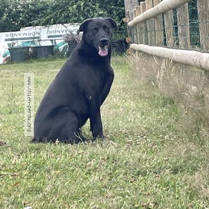 Photo de chien perdu à Donnay