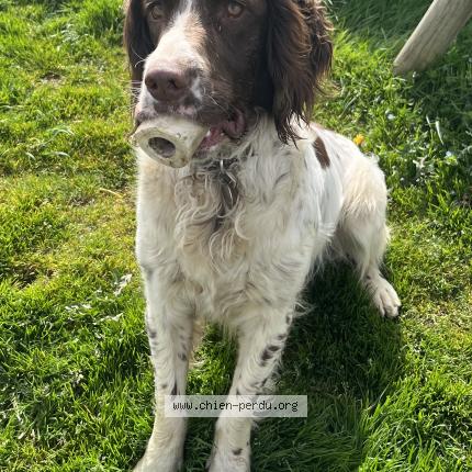 Photo de chien perdu à Donnay