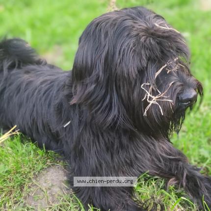 Photo 1/1 Chien retrouvé Perdu à La celle sur morin