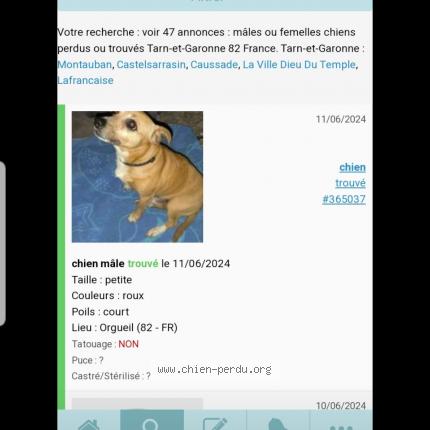 Photo 1/1 Chien retrouvé Perdu à Orgueil