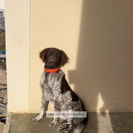 Photo 1/2 Chien retrouvé Perdu à Couilly pont aux dames