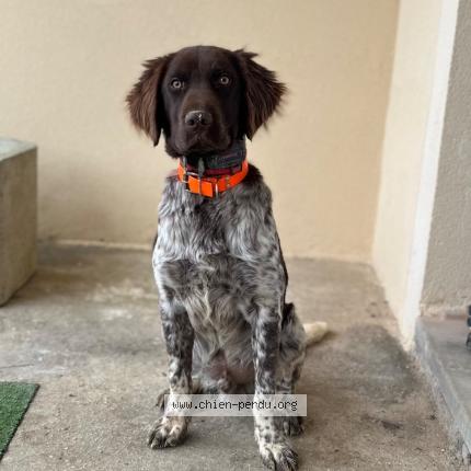 Photo 2/2 Chien retrouvé Perdu à Couilly pont aux dames
