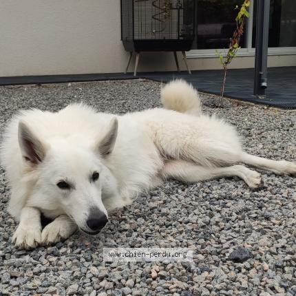 Photo 1/1 Chien retrouvé Perdu à Saint andre de cubzac