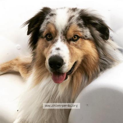 Photo 1/1 Chien retrouvé Perdu à Villiers charlemagne