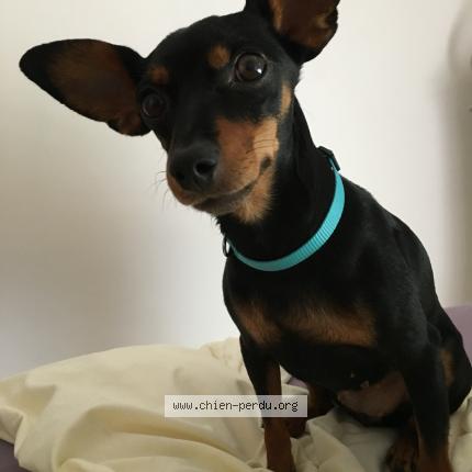 Photo 1/1 Chien retrouvé Perdu à Carpentras