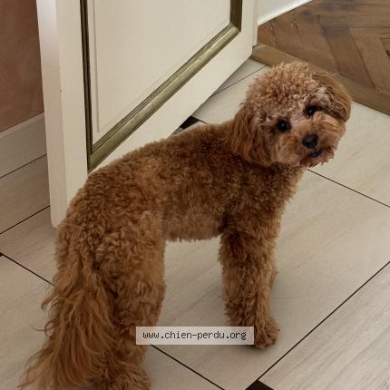 Photo 1/1 Chien retrouvé Perdu à Nice