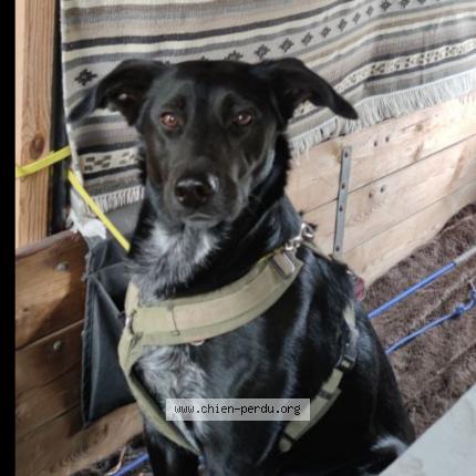 Photo 1/1 Chien retrouvé Perdu à Marseille