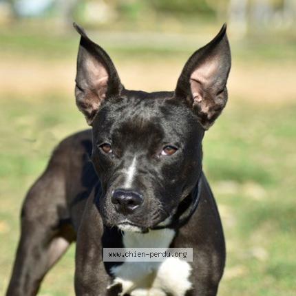 Photo 1/1 Chien retrouvé Perdu à Sanary sur mer
