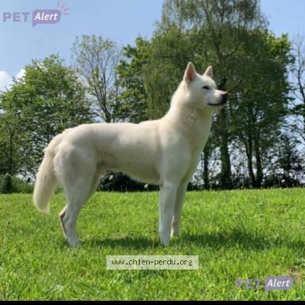 Photo 1/1 Chien retrouvé Perdu à Saint aubin du perron