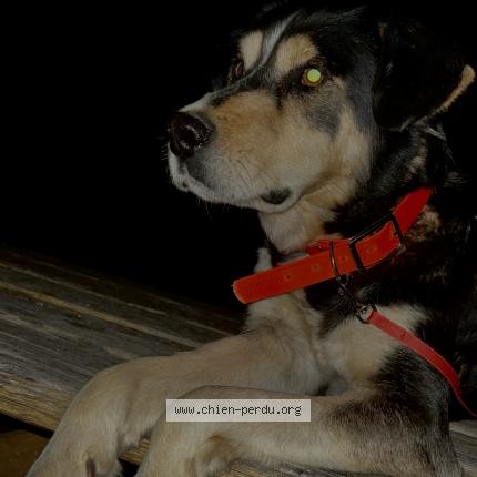 Photo 1/1 Chien retrouvé Trouvé à Corbarieu