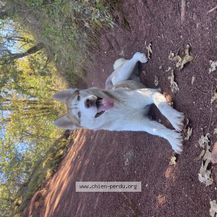 Photo 1/1 Chien retrouvé Perdu à Souel