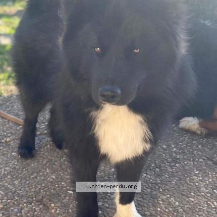 Photo 1/1 Chien retrouvé Perdu à Oberdorf spachbach