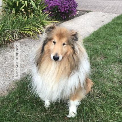 Photo 1/1 Chien retrouvé Perdu à Le louroux