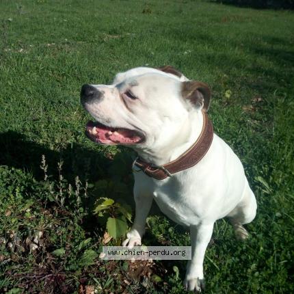 Photo 1/1 Chien retrouvé Perdu à Toulon