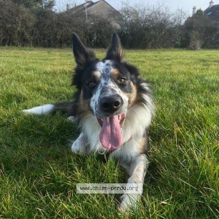 Photo 1/1 Chien retrouvé Perdu à Tours