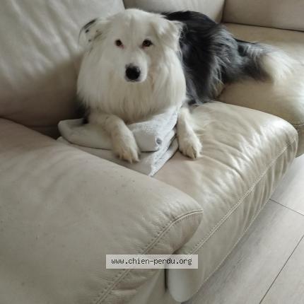 Photo de chien perdu à Buxy