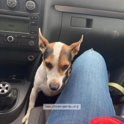 Photo 1/1 Chien retrouvé Perdu à Saint bomer les forges