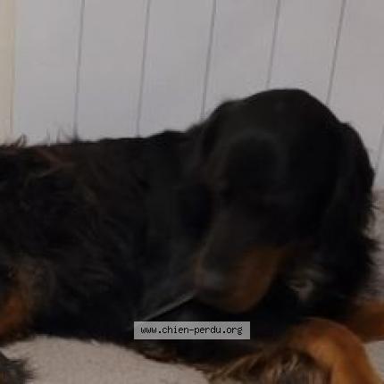 Photo de chien perdu à Saint Hilaire De Villefranche