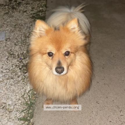 Photo de chien perdu à Saint Paul Sur Save