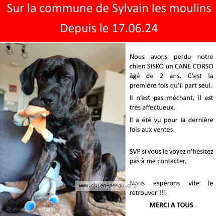 Photo 1/1 Chien retrouvé Perdu à Sylvain les moulins