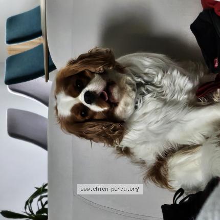 Photo 1/1 Chien retrouvé Perdu à Fontenay le fleury