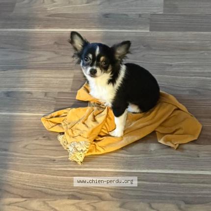 Photo 1/1 Chien retrouvé Perdu à Saint omer