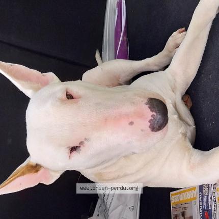 Photo 1/1 Chien retrouvé Trouvé à Fontainebleau