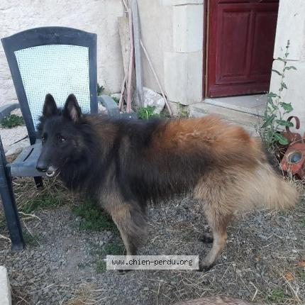 Photo de chien perdu à Champdeniers St Denis