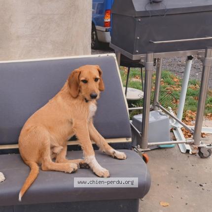 Photo 1/1 Chien retrouvé Perdu à L epine